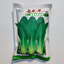 鸡毛菜种子