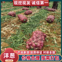 精品紫皮洋葱产地直发，一手货源质量很好需要联系质量三包