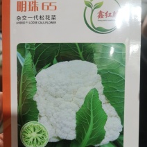 免盖松花菜烈日松60明珠65松花菜种子