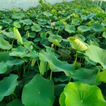 优质绿化荷花，开花荷花，颜色齐全，荷花基地直发，水生植物