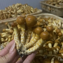 辽宁-滑子菇鲜货