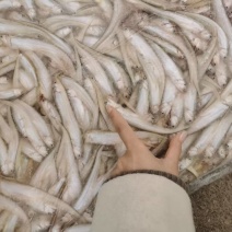 冷冻鱼类初级产品
