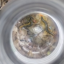 红头蜈蚣，
