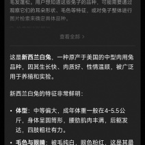 散养新西兰肉兔，两斤左右