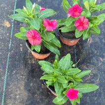 观花植物长春花120杯，基地有量，欢迎来一亩田订购。