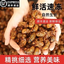 26年金蝉知了猴爬叉电商一件代发批发团购大量现货
