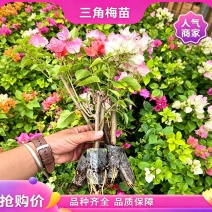 三角梅基地直发批发价低价重瓣彩色新品种盆栽苗勤花品种杯苗