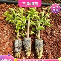 新品种三角梅大苗工程苗批发盆花苗多品种金心重瓣彩色盆栽苗