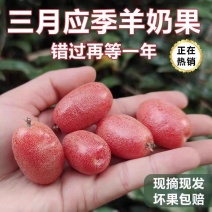 羊奶果苗子德甜二号纯甜树苗果树
