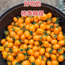 柿季辉煌圣女果苗糖度高口感香甜，产量高抗病强有现苗