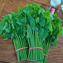 现摘树仔菜