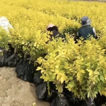 甘肃天水市甘谷县农民自己种植金叶榆杯苗，没有中间商。