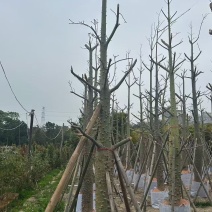 大腹异木棉（美人树）5-20分