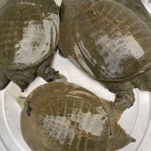 野生甲鱼老鳖包邮好吃有营养欢迎选购