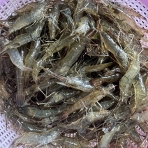 野生小河虾干货包邮欢迎选购小河虾干货