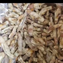 蛏子肉