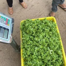 广西夜香花（大糯花）