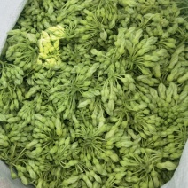 大糯花夜香花