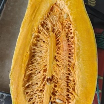 大量出货，蜜本南瓜。