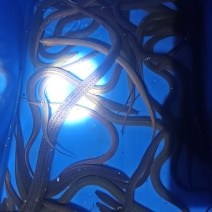 鳝鱼