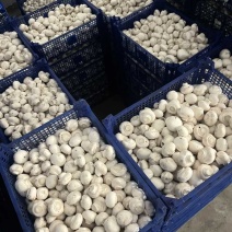 双孢菇通菇现货