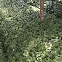 10万白三七苗出售