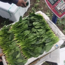 产地直销菠菜苗