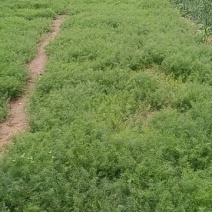 临邑茴香苗300后出货