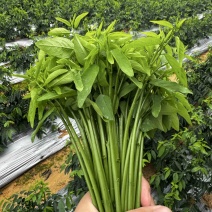 新鲜广州基地树仔菜