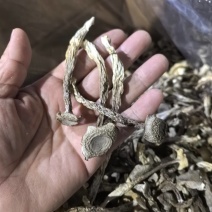 专业鹿茸菇