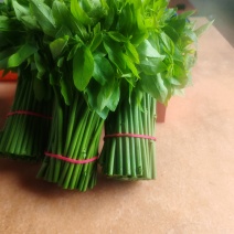 化州树仔菜