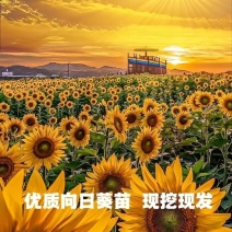 矮生向日葵苗可观赏食用庭院大田带土发货高考升学指定用苗