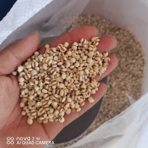 薏米薏米仁薏仁规格齐全量大从优