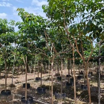 紫花绣球风铃木4-5公分。普宁苗木基地直供