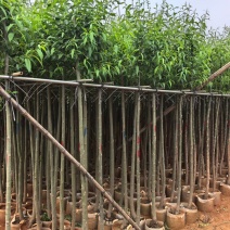 垂柳3-4公分，普宁苗木基地直供