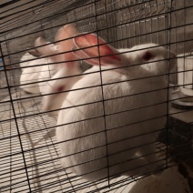 杂交优良兔