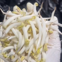 胖豆芽发全国