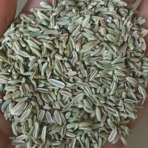 小茴香籽