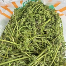 量大从优野生蕨菜现采现发预售