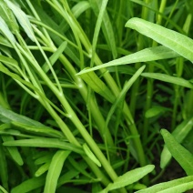 柳叶粗埂青白空心菜