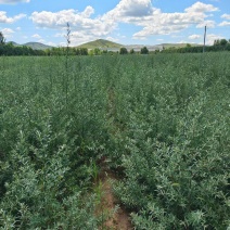 沙棘苗，沙棘杯苗基地直发自家苗圃大量供应可视频看货