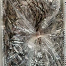 丰餐白条鱼，七公分一下开肚