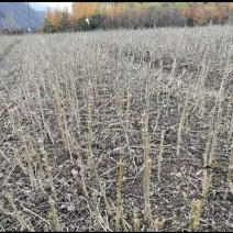 刺嫩芽苗一年苗，成活率高，基地发货，量大从优