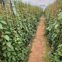 炮仗花自家基地自产自销量大价格实惠欢迎选购
