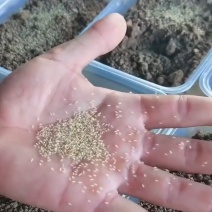 金蝉活蚁孵化基地，金蝉活苗，产地直发，成活率高！技术全程指导