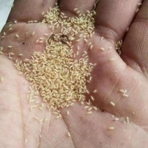 金蝉种苗孵化基地，金蝉活苗，产地直发，成活率高，林下养殖