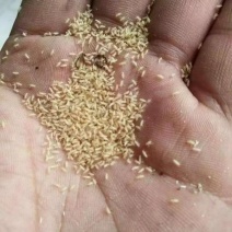 金蝉种苗活蚁苗孵化基地、金蝉活体苗，产地直发技术指导