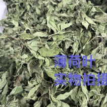 薄荷叶中药材今年新货正品无硫手工挑选全叶薄荷