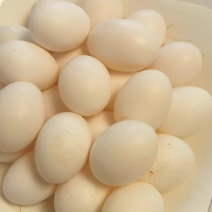 农产白鸽蛋