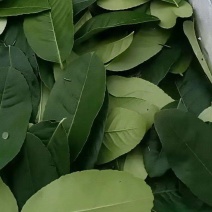 广东香水柠檬叶